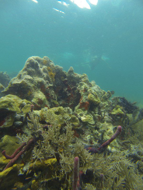 Snorkelling in Coral Cay
