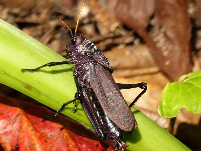 Giant Grasshopper in Cahuita National Park