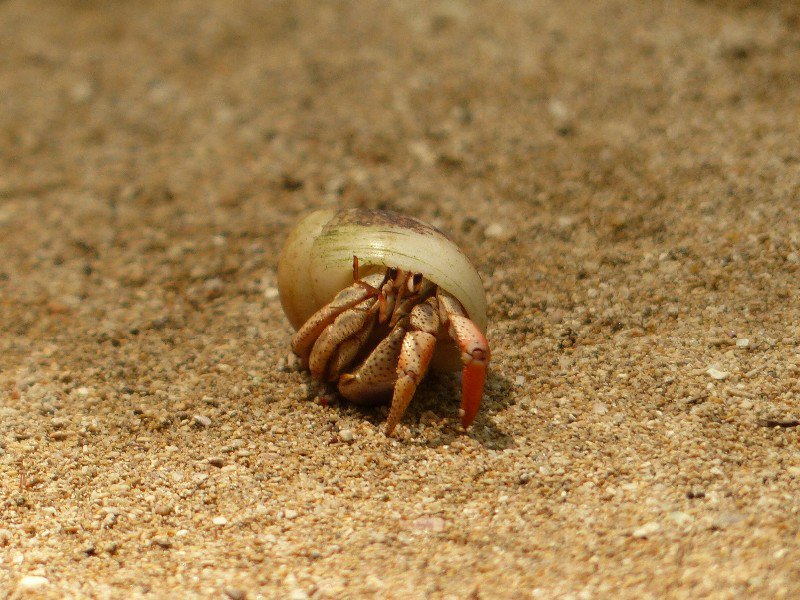 Hermit Crab in Cahuita National Park