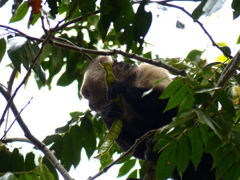 White faced Capuchin Monkey in Cahuita National Park