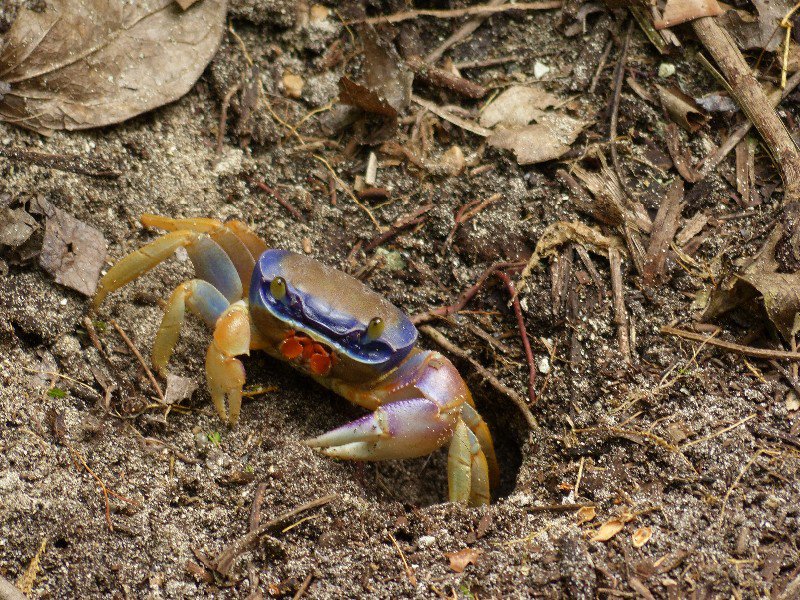 Colourful crab in Cahuita National Park