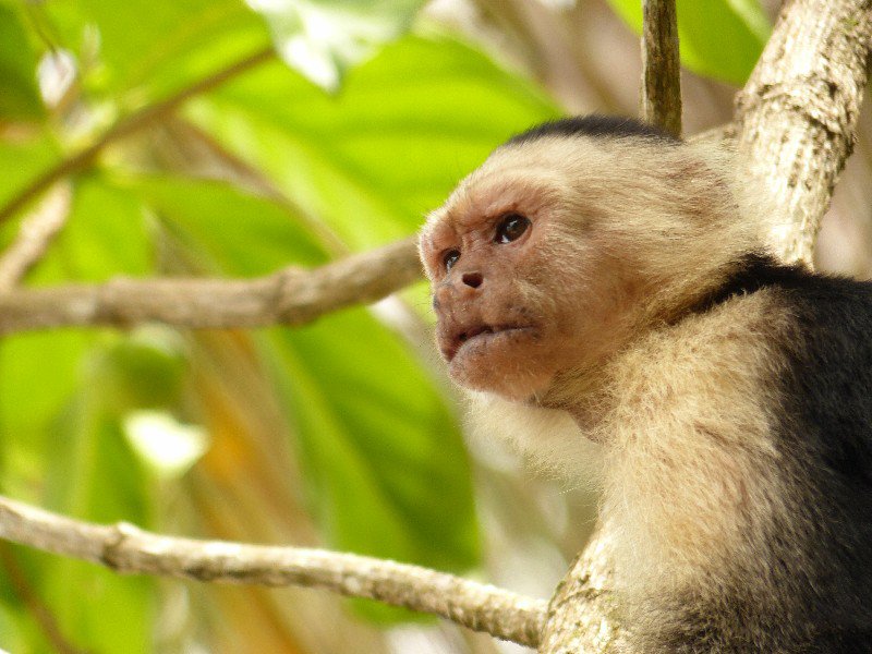 White faced Capuchin in Cahuita National Park