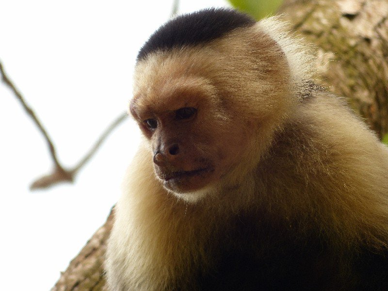 White faced Capuchin in Cahuita National Park