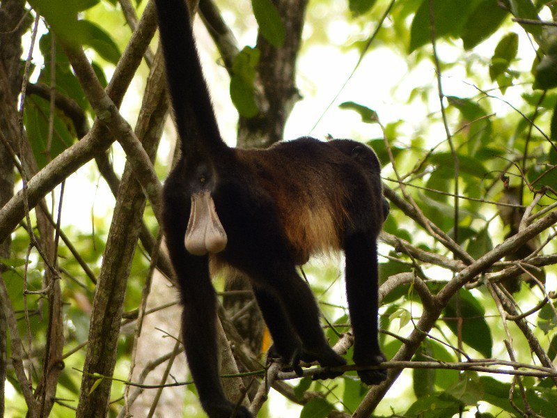 Howler Monkey in Cahuita National Park