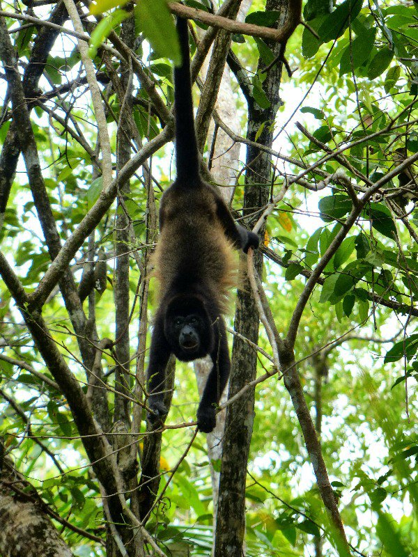 Howler Monkey in Cahuita National Park