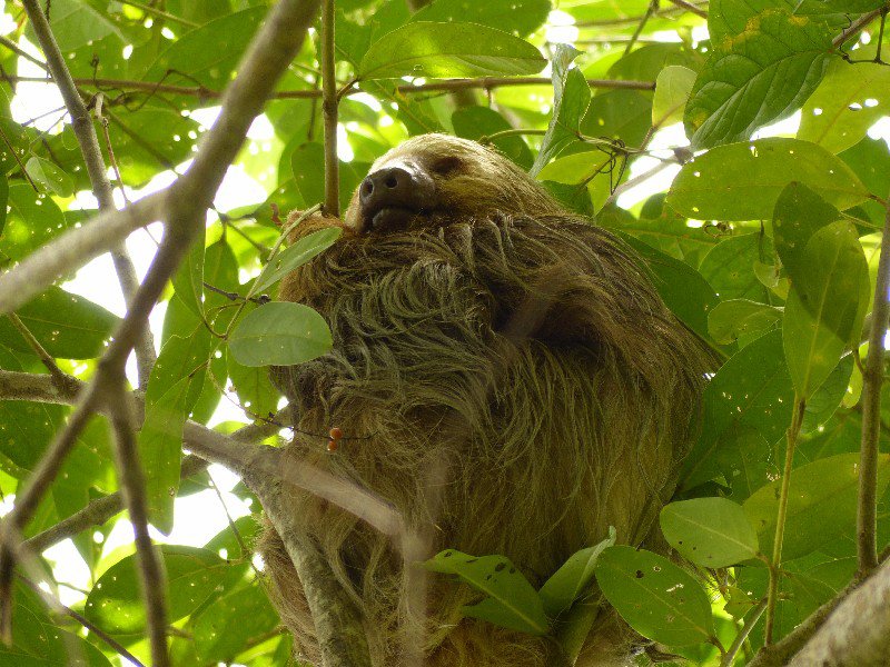 Sloth in Cahuita National Park