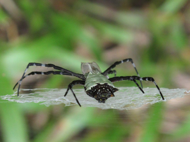 Spider in Cahuita National Park