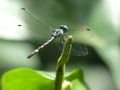 Dragonfly in Cahuita National Park