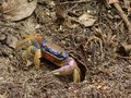 Colourful crab in Cahuita National Park