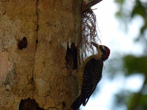 Woodpecker in Cahuita National Park