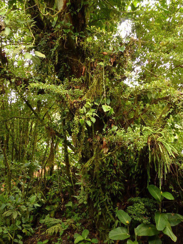 Cloud Forest in Monteverde