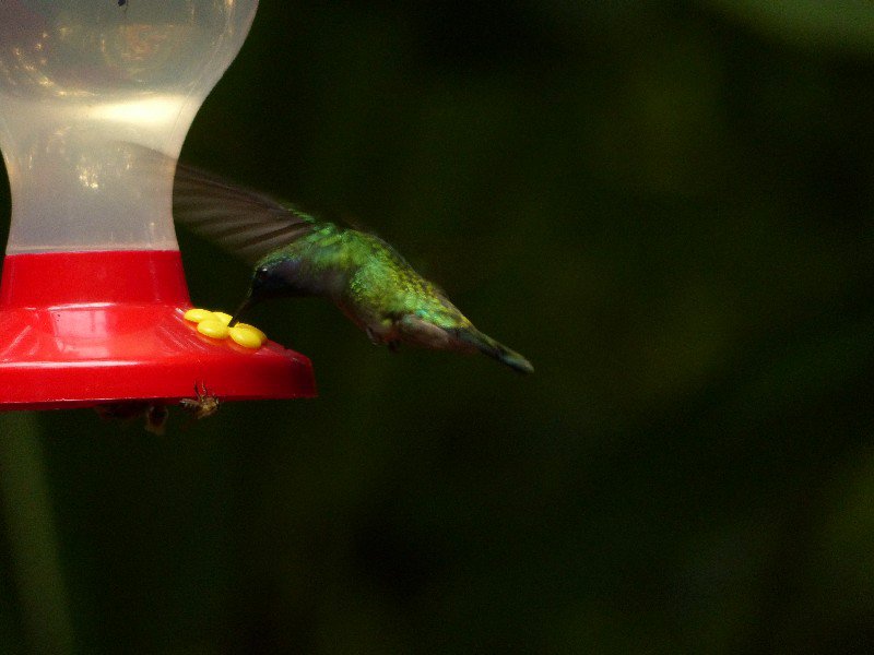 Emerald Hummingbird 