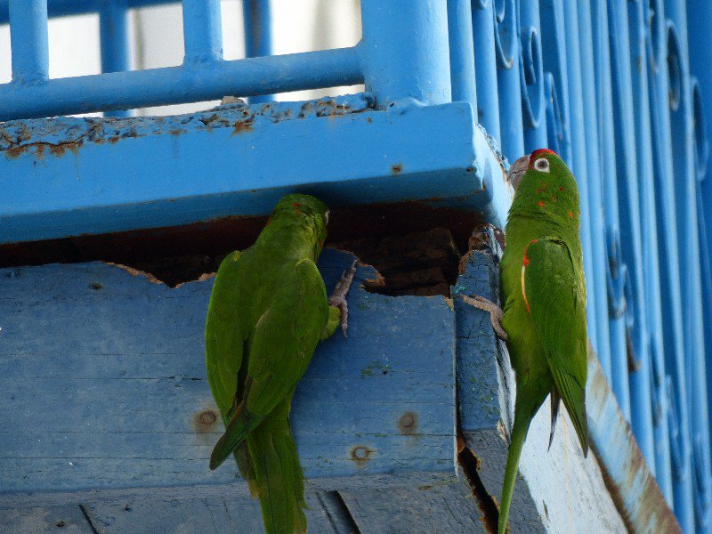 Parrots destroying a balcony in San Juan del Sur