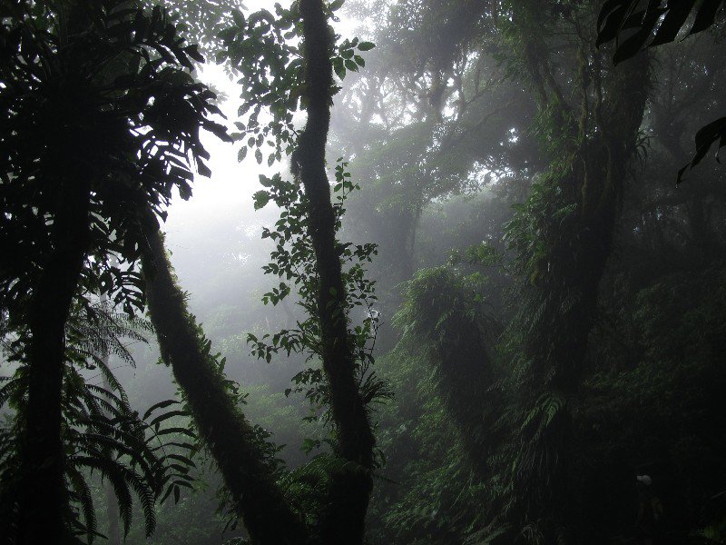 The jungle on Volcan Maderas