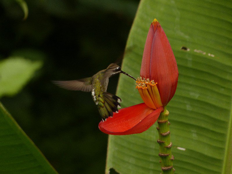 Hummingbird loving a plantain flower