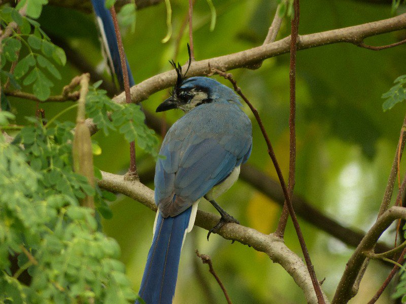 Blue-tailed Magpie