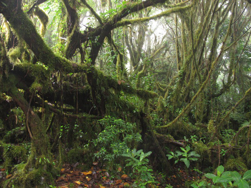 Cloud forest on Volcan Maderas 