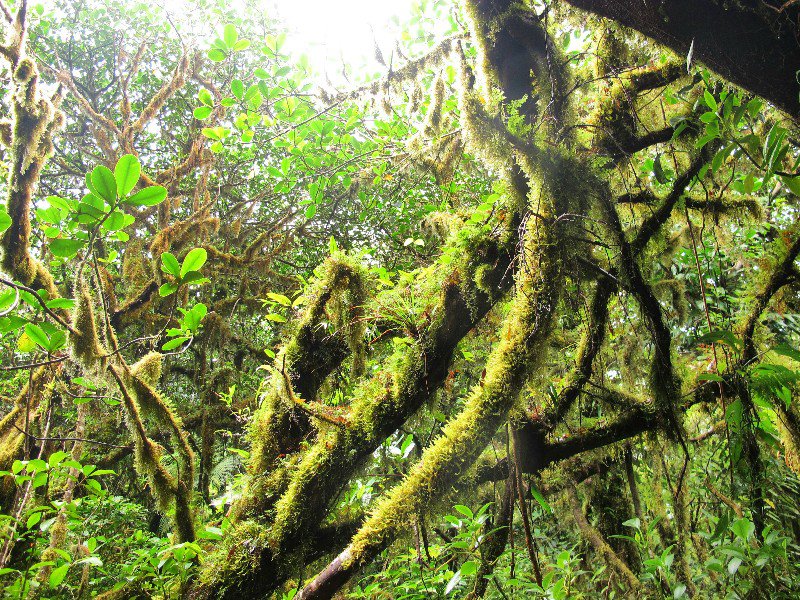Cloud forest on Volcan Maderas