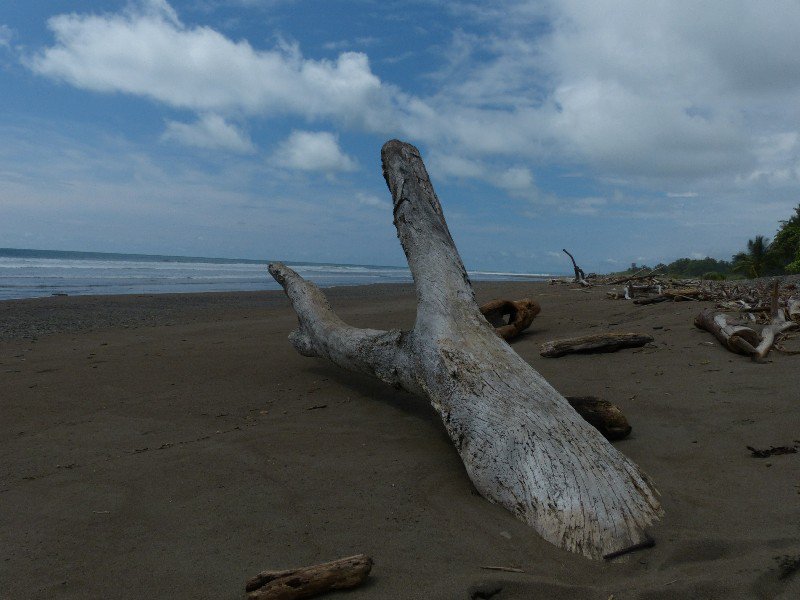 Driftwood at Playa Dominical