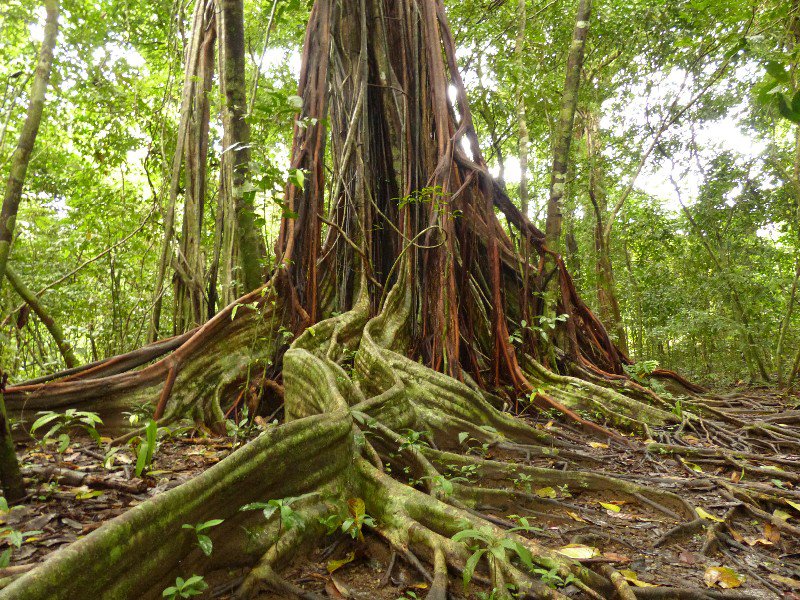 Strangler fig