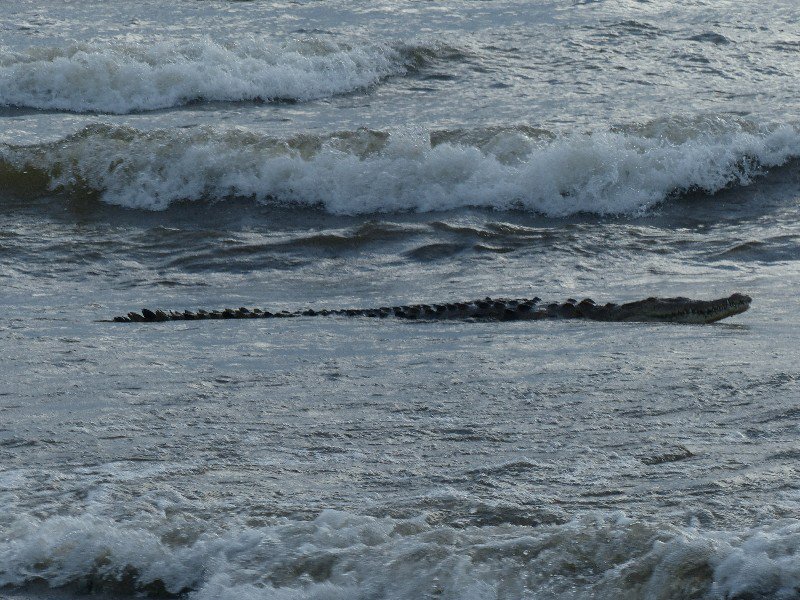 Crocodile coming in from the sea into Sirena River