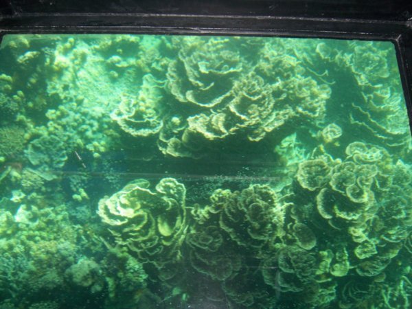 Coral at Coral Bay