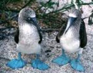 blue footed booby!