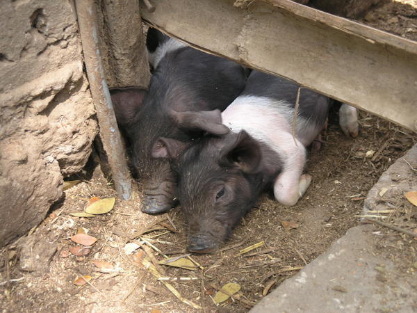 baby piglets at farm