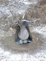 blue footed booby and eggs