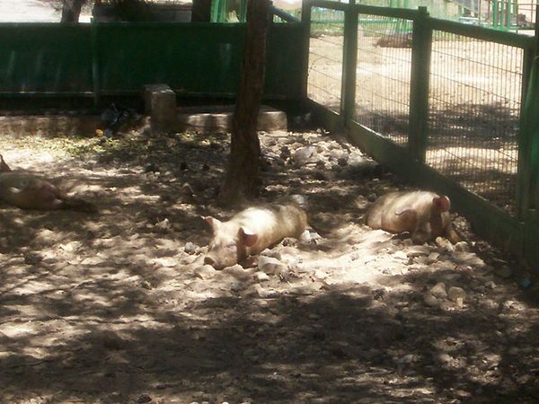 Pigs in Turkey