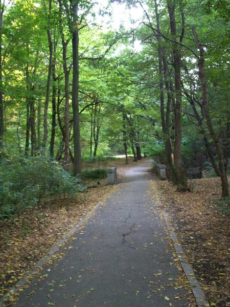 Trivale Forest