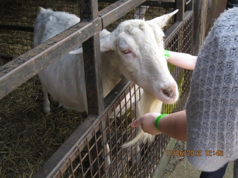 me feeding the goats