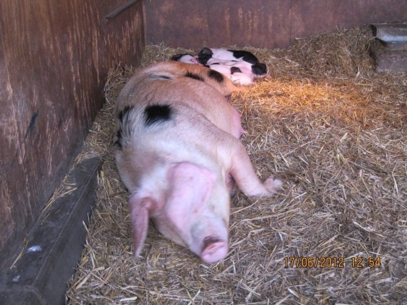 piglets with their mother 