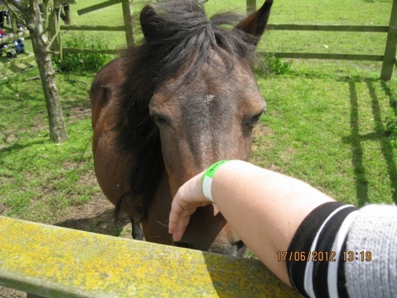 me feeding a horse