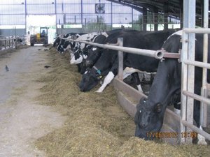 cows waiting to be milked 