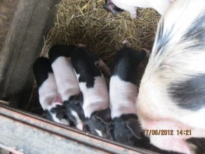 12 week old piglets