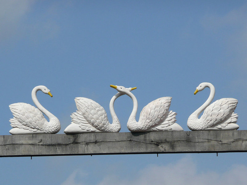 four swans