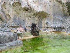 cute birds having a bath in the trevi