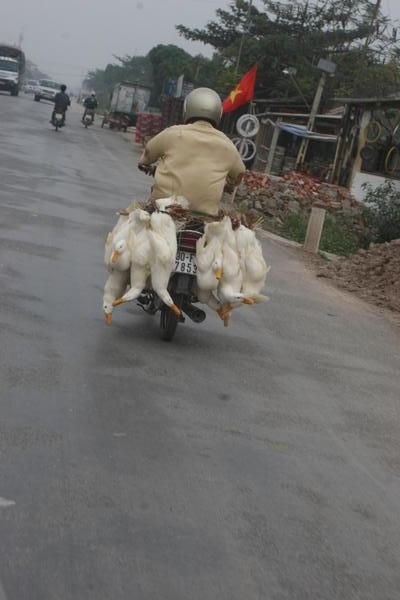 Ducks going to market on a motor bike