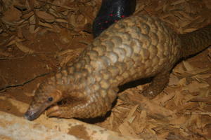 This is a pangolin