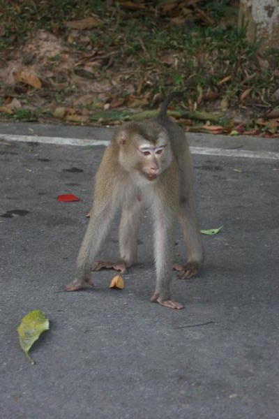 One of many pig-tailed macaques by the road