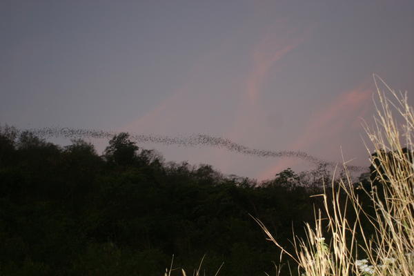 Bats heading out for dinner