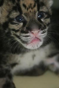 Baby Clouded leopard