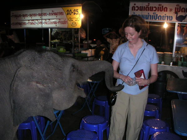 I've been taught not to touch elephants, although this one is pretty little