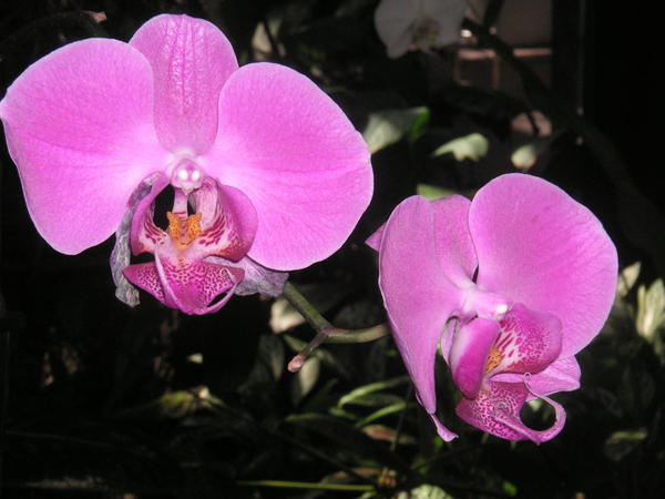 Orchids at the botanic gardens