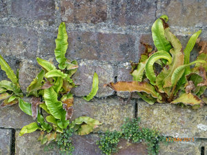 Harts Tongue fern on lock wall