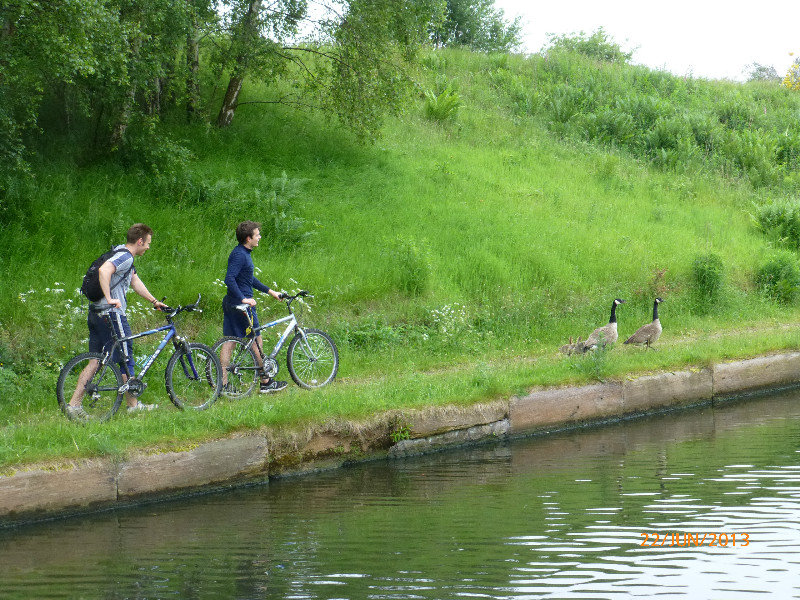 Geese confronting cyclists....
