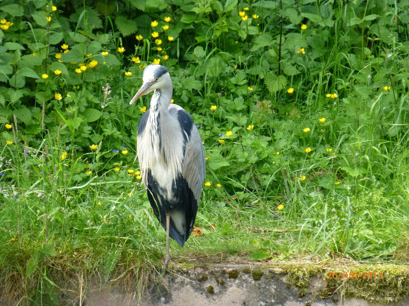 Herons again - not been many since the K & A.