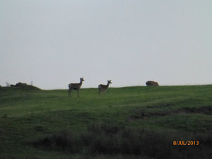 The deer, late yesterday evening.