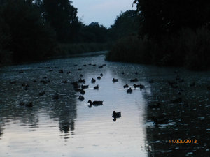Some of the ducks yesterday at bedtime.